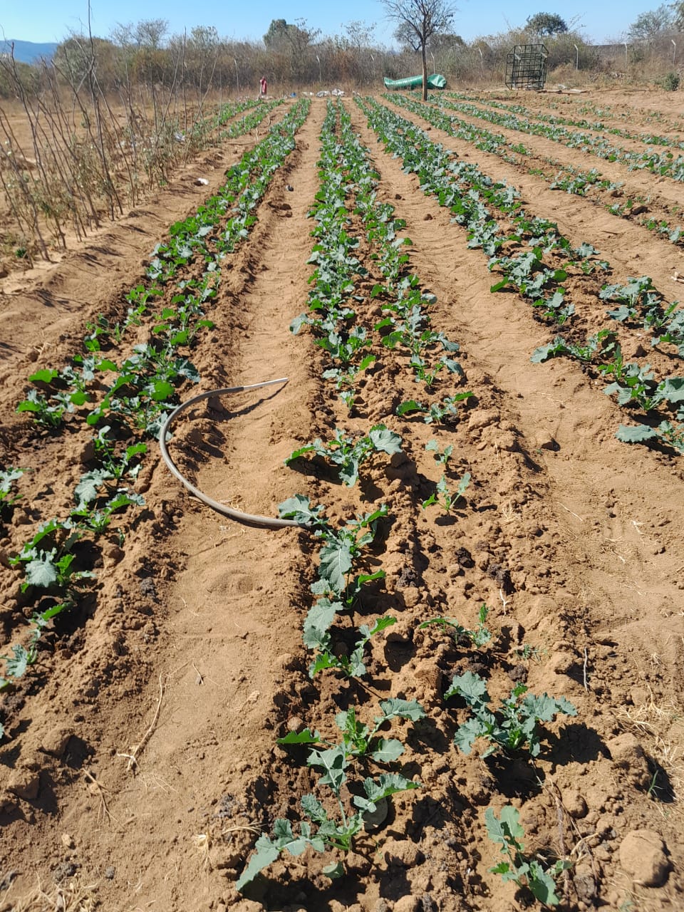 Agriculture and sustainability activities